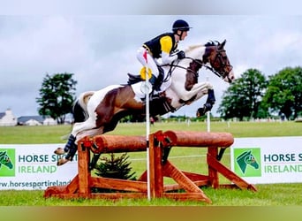 Más caballos centroeuropeos, Caballo castrado, 12 años, 163 cm, Tobiano-todas las-capas