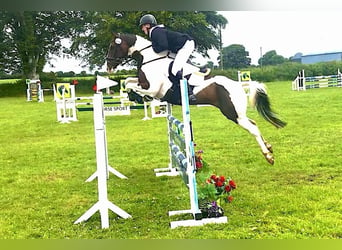 Más caballos centroeuropeos, Caballo castrado, 12 años, 163 cm, Tobiano-todas las-capas