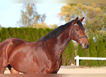 Más caballos centroeuropeos, Caballo castrado, 12 años, 164 cm