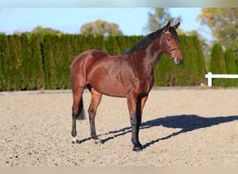 Más caballos centroeuropeos, Caballo castrado, 12 años, 164 cm