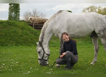 Más caballos centroeuropeos, Caballo castrado, 12 años, 164 cm, Tordo