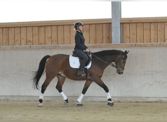 Más caballos centroeuropeos, Caballo castrado, 12 años, 167 cm, Castaño