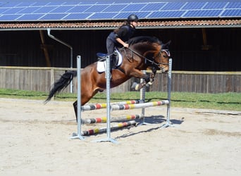 Más caballos centroeuropeos, Caballo castrado, 12 años, 167 cm, Castaño