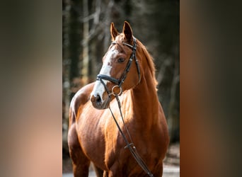 Más caballos centroeuropeos, Caballo castrado, 12 años, 168 cm, Alazán