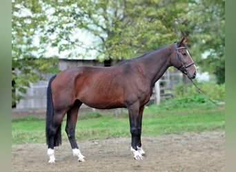 Más caballos centroeuropeos, Caballo castrado, 12 años, 168 cm, Castaño