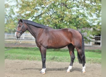 Más caballos centroeuropeos, Caballo castrado, 12 años, 168 cm, Castaño