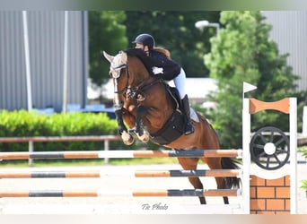 Más caballos centroeuropeos, Caballo castrado, 12 años, 168 cm, Castaño