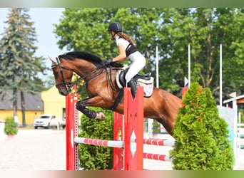 Más caballos centroeuropeos, Caballo castrado, 12 años, 168 cm, Castaño