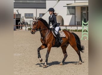 Más caballos centroeuropeos, Caballo castrado, 12 años, 168 cm, Castaño