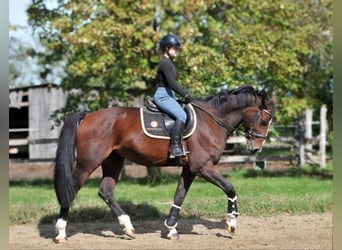 Más caballos centroeuropeos, Caballo castrado, 12 años, 168 cm, Castaño