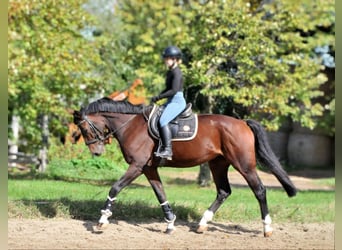 Más caballos centroeuropeos, Caballo castrado, 12 años, 168 cm, Castaño