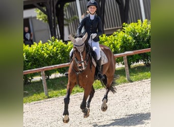 Más caballos centroeuropeos, Caballo castrado, 12 años, 168 cm, Castaño