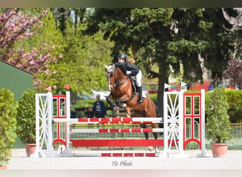 Más caballos centroeuropeos, Caballo castrado, 12 años, 168 cm, Castaño