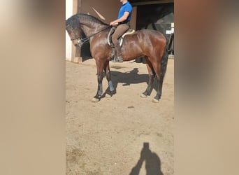 Más caballos centroeuropeos, Caballo castrado, 12 años, 172 cm, Castaño