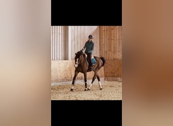 Más caballos centroeuropeos, Caballo castrado, 12 años, 173 cm, Castaño