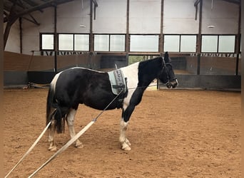 Más caballos centroeuropeos, Caballo castrado, 13 años, 153 cm, Pío
