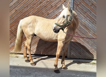 Más caballos centroeuropeos, Caballo castrado, 13 años, 155 cm, Palomino
