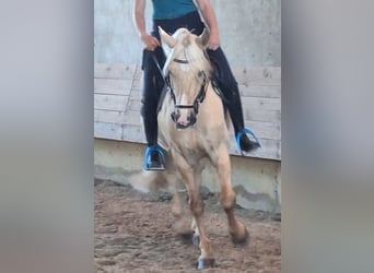 Más caballos centroeuropeos, Caballo castrado, 13 años, 155 cm, Palomino