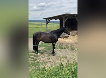 Más caballos centroeuropeos, Caballo castrado, 13 años, 159 cm, Castaño oscuro