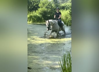 Más caballos centroeuropeos, Caballo castrado, 13 años, 160 cm, Tordo picazo