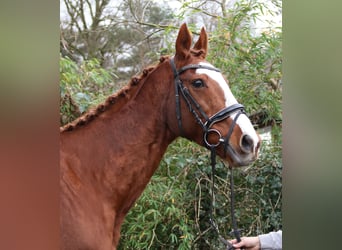 Más caballos centroeuropeos, Caballo castrado, 13 años, 165 cm, Alazán