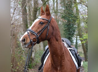 Más caballos centroeuropeos, Caballo castrado, 13 años, 165 cm, Alazán