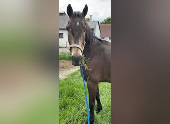 Más caballos centroeuropeos, Caballo castrado, 13 años, 165 cm, Bayo