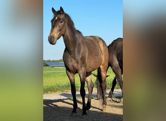 Más caballos centroeuropeos, Caballo castrado, 13 años, 165 cm, Bayo