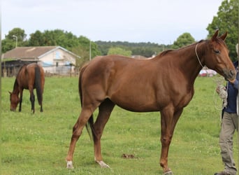 Más caballos centroeuropeos, Caballo castrado, 13 años, 167 cm, Alazán-tostado