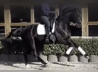 Más caballos centroeuropeos, Caballo castrado, 13 años, 169 cm, Negro