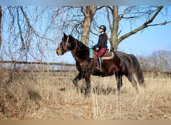 Más caballos centroeuropeos, Caballo castrado, 13 años, 173 cm, Negro