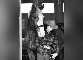 Más caballos centroeuropeos, Caballo castrado, 13 años, 180 cm, Alazán-tostado