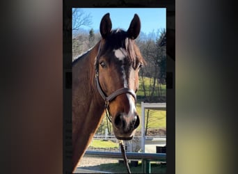 Más caballos centroeuropeos, Caballo castrado, 13 años, 183 cm, Castaño oscuro