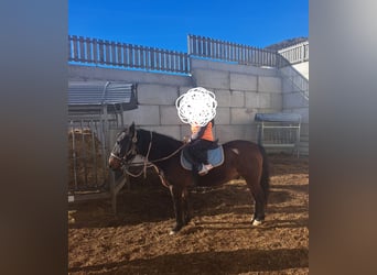 Más caballos centroeuropeos, Caballo castrado, 14 años, 143 cm