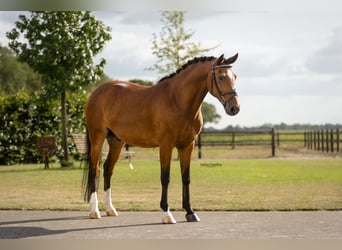Más caballos centroeuropeos, Caballo castrado, 14 años, 146 cm