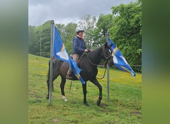 Más caballos centroeuropeos, Caballo castrado, 14 años, 157 cm, Negro