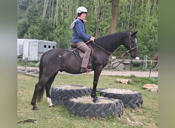 Más caballos centroeuropeos, Caballo castrado, 14 años, 157 cm, Negro