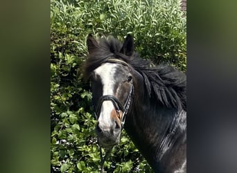 Más caballos centroeuropeos, Caballo castrado, 14 años, 160 cm, Castaño oscuro