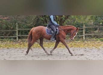 Más caballos centroeuropeos, Caballo castrado, 14 años, 162 cm, Alazán