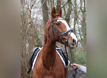 Más caballos centroeuropeos, Caballo castrado, 14 años, 162 cm, Alazán