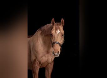 Más caballos centroeuropeos, Caballo castrado, 14 años, 165 cm, Alazán