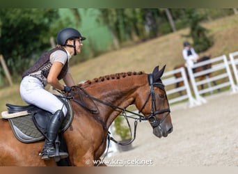 Más caballos centroeuropeos, Caballo castrado, 14 años, 165 cm, Alazán