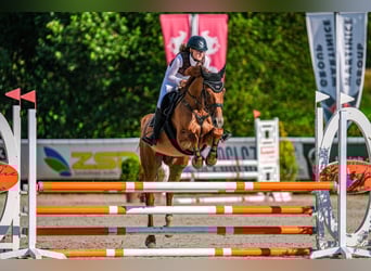 Más caballos centroeuropeos, Caballo castrado, 14 años, 165 cm, Alazán