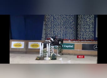 Más caballos centroeuropeos, Caballo castrado, 14 años, 168 cm, Negro