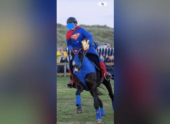 Más caballos centroeuropeos, Caballo castrado, 14 años, 168 cm, Negro