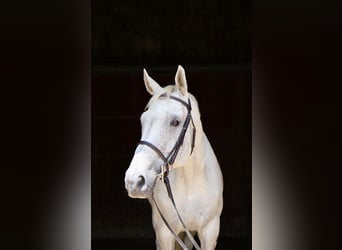 Más caballos centroeuropeos, Caballo castrado, 14 años, 168 cm, Tordo