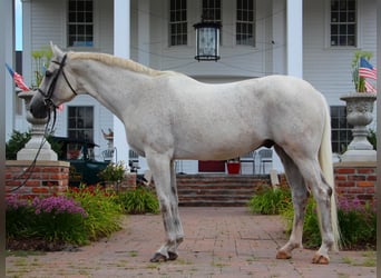 Más caballos centroeuropeos, Caballo castrado, 14 años, 168 cm, Tordo