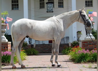 Más caballos centroeuropeos, Caballo castrado, 14 años, 168 cm, Tordo