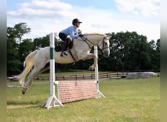 Más caballos centroeuropeos, Caballo castrado, 14 años, 168 cm, Tordo