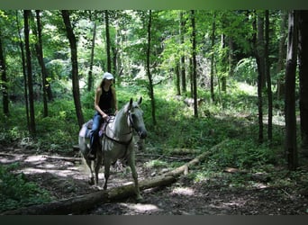 Más caballos centroeuropeos, Caballo castrado, 14 años, 168 cm, Tordo